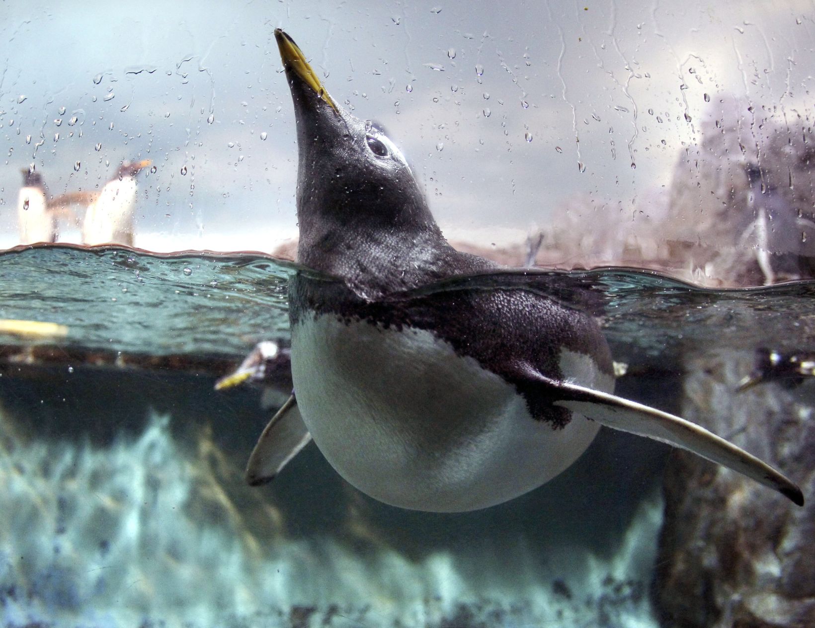 Germany zoo penguin